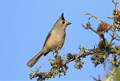 Black-crested Titmouse